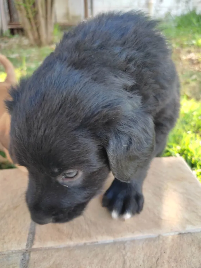 Cachorro raça Vira lata idade Abaixo de 2 meses nome Macho 1