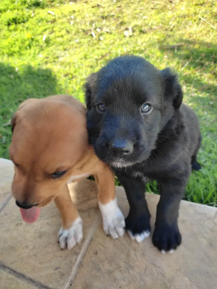 Cachorro raça Vira lata idade Abaixo de 2 meses nome Macho 1
