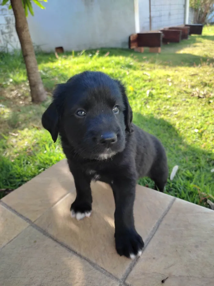 Cachorro raça Vira lata idade Abaixo de 2 meses nome Macho 1