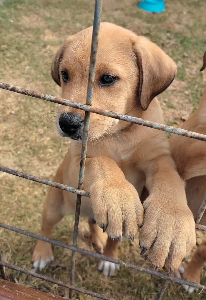 Cachorro raça Vira lata idade Abaixo de 2 meses nome Macho 2
