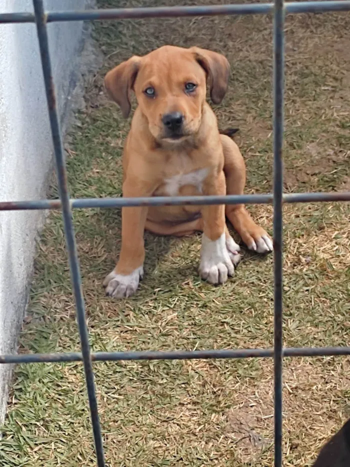 Cachorro raça Vira lata idade Abaixo de 2 meses nome Macho 2