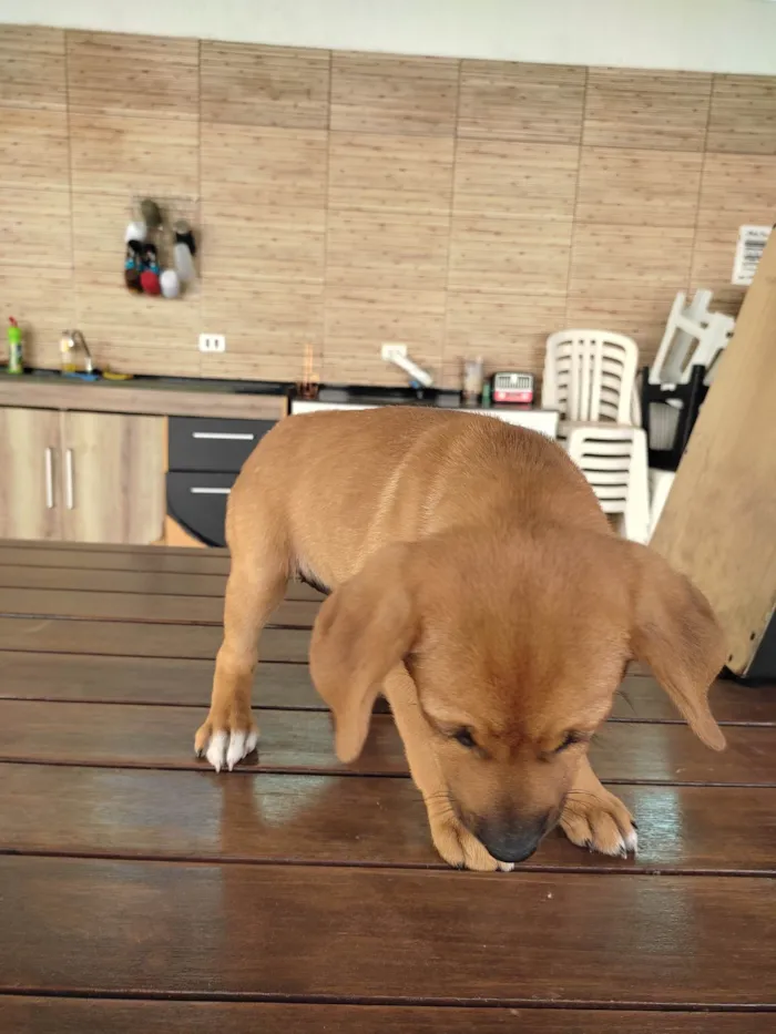 Cachorro raça Vira lata idade Abaixo de 2 meses nome Macho 2