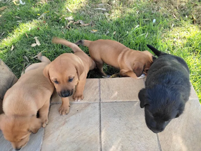 Cachorro raça Vira lata idade Abaixo de 2 meses nome Macho 2
