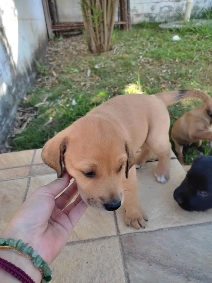 Cachorro raça Vira lata idade Abaixo de 2 meses nome Macho 2