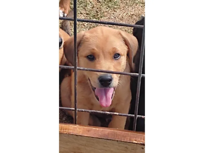 Cachorro raça Vira lata idade Abaixo de 2 meses nome Macho 2