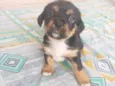 minnie