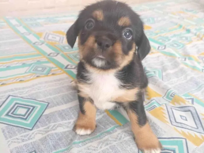 Cachorro ra a SRD-ViraLata idade Abaixo de 2 meses nome minnie