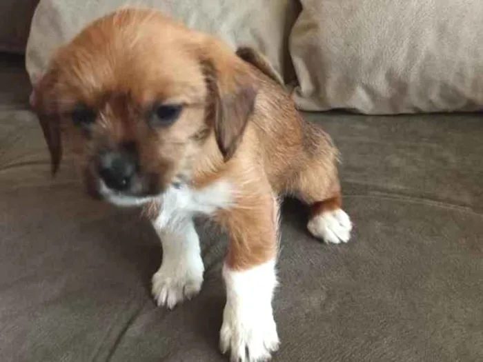 Cachorro ra a SRD-ViraLata idade Abaixo de 2 meses nome lunna