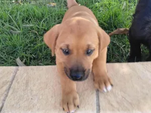 Cachorro raça Vira lata idade Abaixo de 2 meses nome Fêmea 1