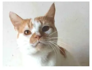 Gato raça srd bicolor idade 2 anos nome BRADY