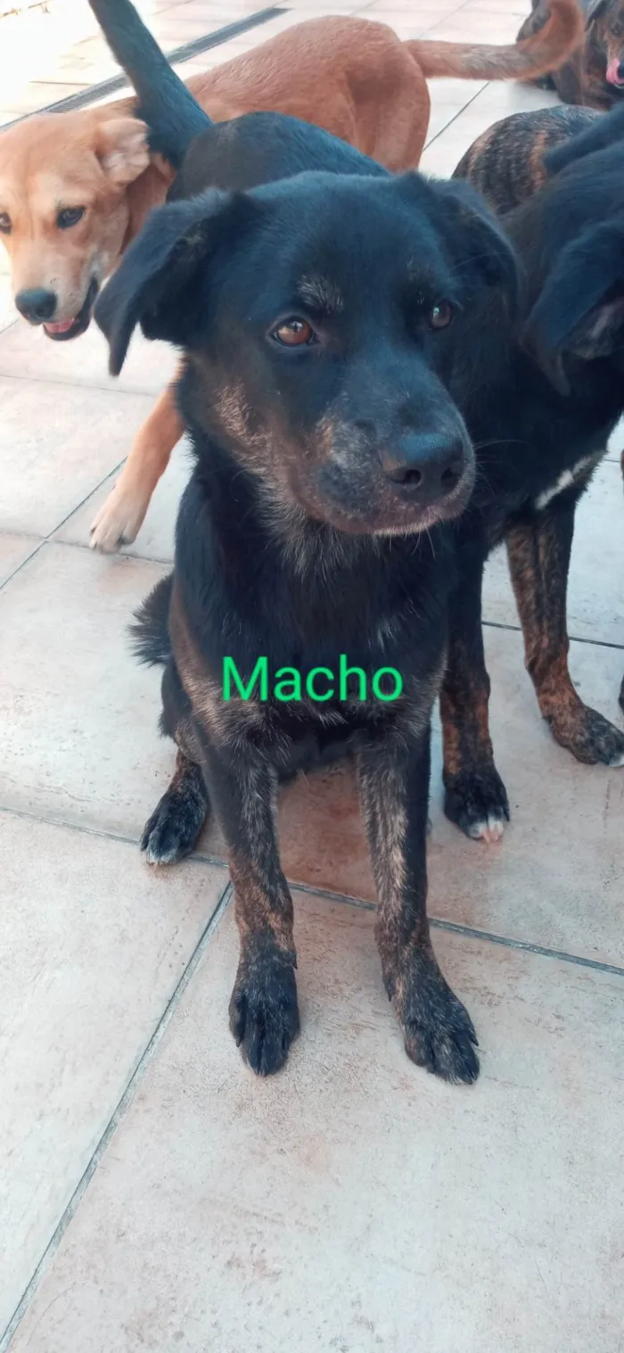 Cachorro ra a Vira lata idade 2 a 6 meses nome Black