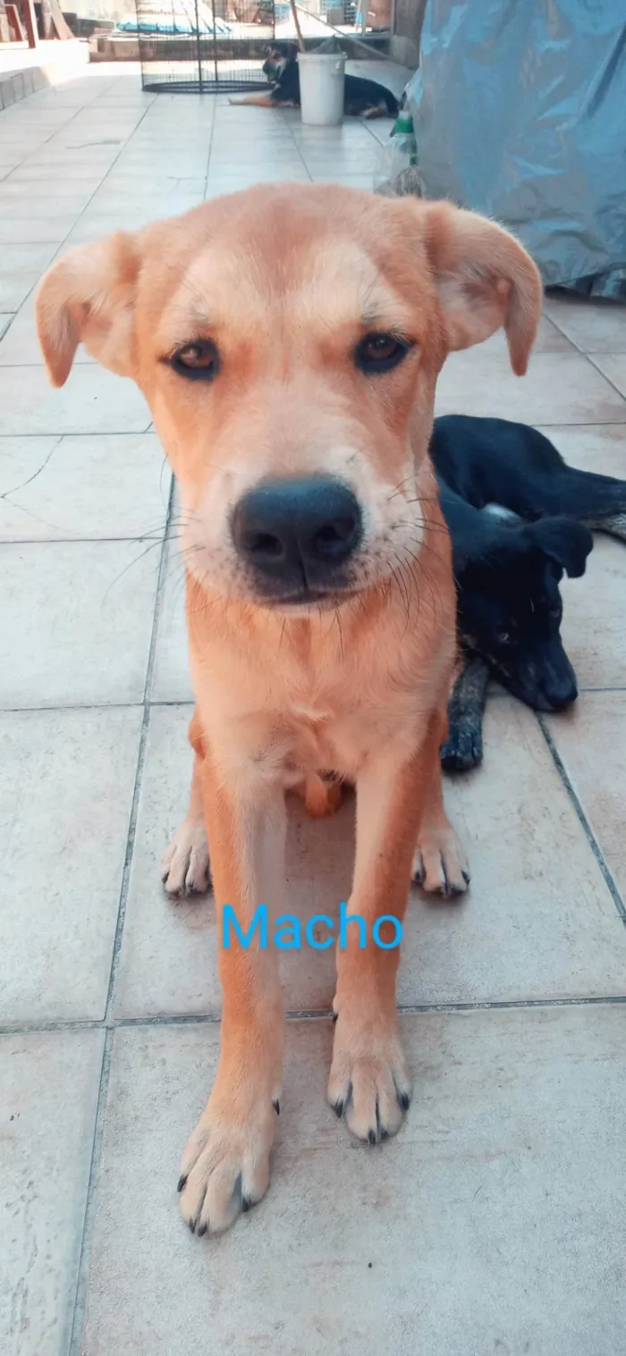 Cachorro ra a Vira lata idade 2 a 6 meses nome Black