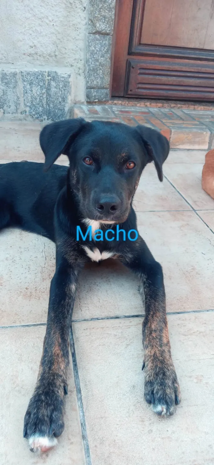 Cachorro ra a Vira lata idade 2 a 6 meses nome Black