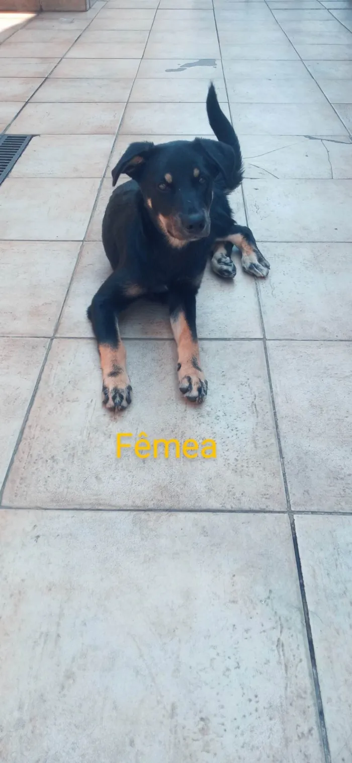 Cachorro ra a Vira lata idade 2 a 6 meses nome Black