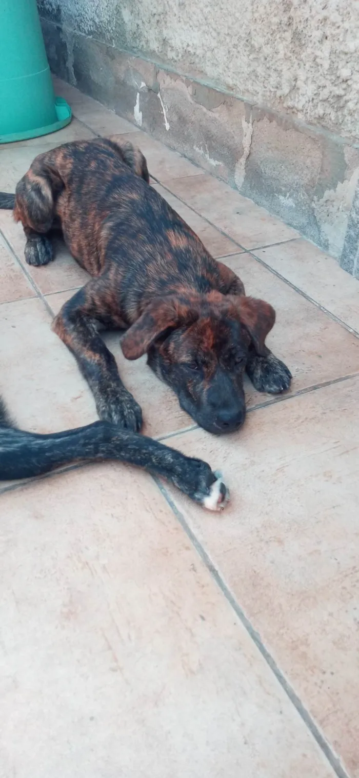 Cachorro ra a Vira lata idade 2 a 6 meses nome Black