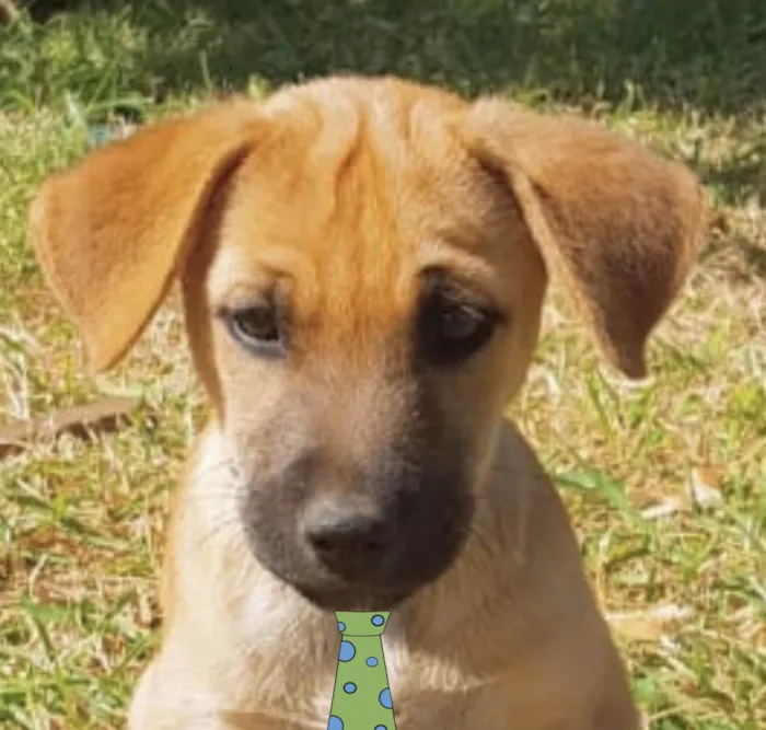 Cachorro ra a Mestico  idade 2 a 6 meses nome Marley 