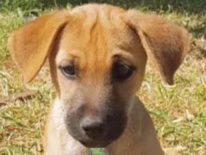 Cachorro raça Mestico  idade 2 a 6 meses nome Marley 