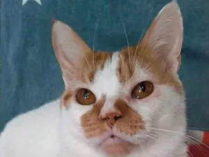 Gato raça srd bicolor  idade 2 anos nome BRADY