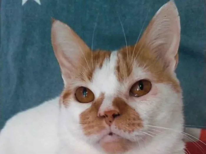 Gato ra a srd bicolor  idade 2 anos nome BRADY
