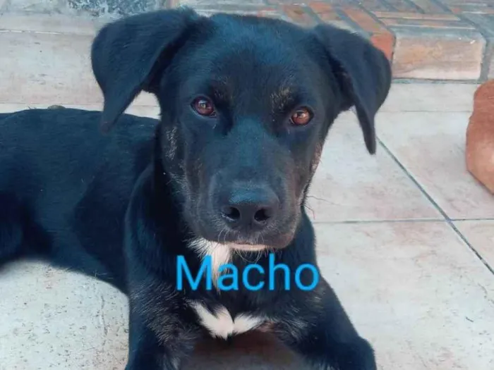 Cachorro ra a Vira lata idade 2 a 6 meses nome Black