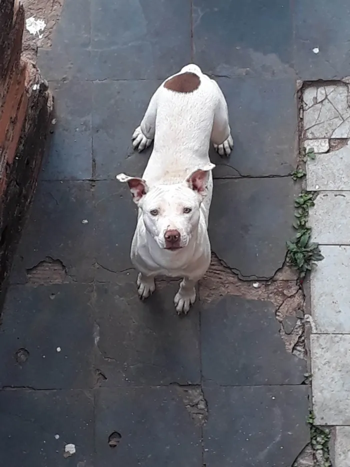 Cachorro raça Mistiso  idade 2 anos nome Branca