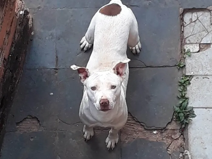 Cachorro raça Mistiso  idade 2 anos nome Branca