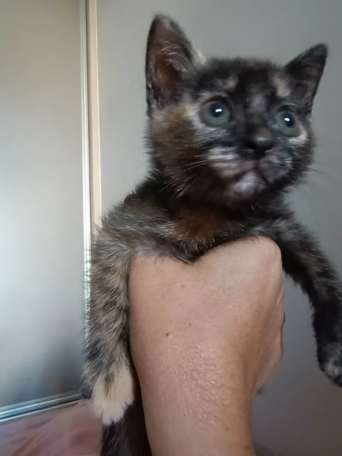 Gato ra a SRD-ViraLata idade Abaixo de 2 meses nome Minie