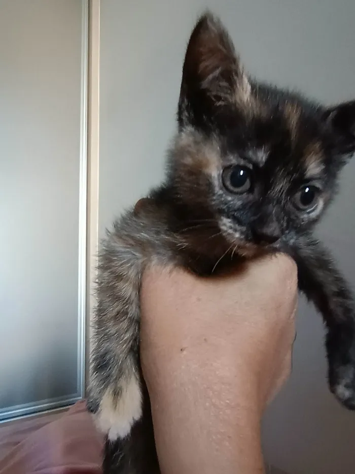 Gato ra a SRD-ViraLata idade Abaixo de 2 meses nome Minie