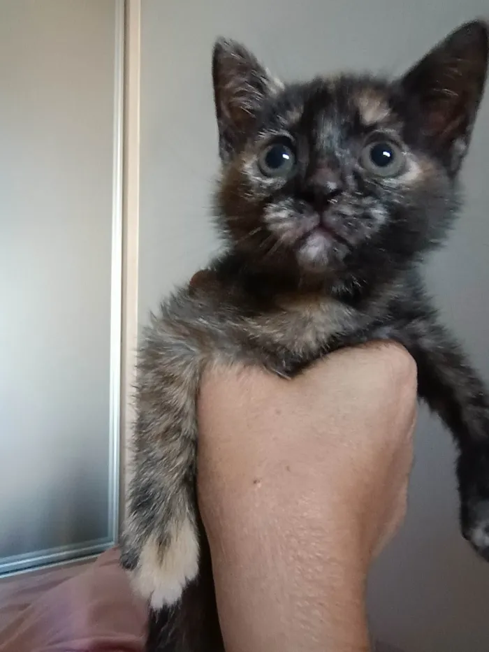 Gato ra a SRD-ViraLata idade Abaixo de 2 meses nome Minie