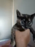 Minie