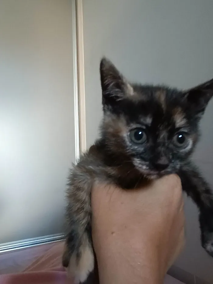 Gato ra a SRD-ViraLata idade Abaixo de 2 meses nome Minie