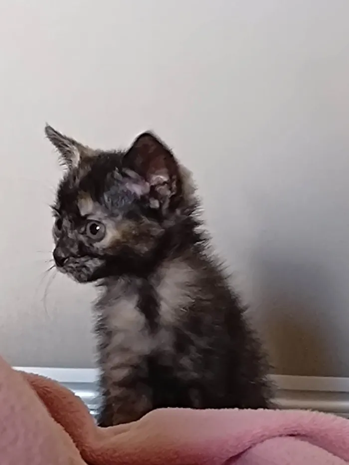 Gato ra a SRD-ViraLata idade Abaixo de 2 meses nome Minie