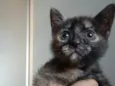 Minie