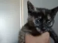 Minie