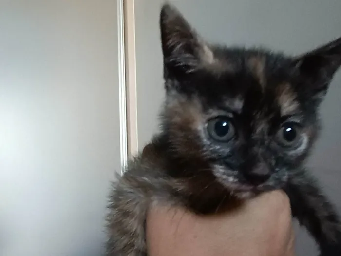 Gato ra a SRD-ViraLata idade Abaixo de 2 meses nome Minie