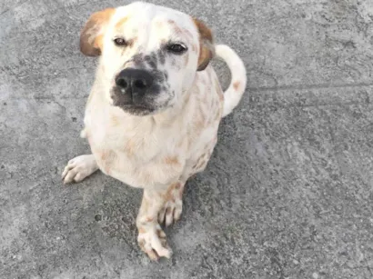 Cachorro raça SRD-ViraLata idade 2 a 6 meses nome Toby