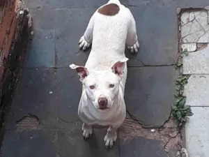 Cachorro raça Mistiso  idade 2 anos nome Branca