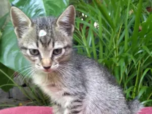 Gato raça SRD idade Abaixo de 2 meses nome Lua