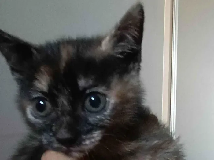 Gato ra a SRD-ViraLata idade Abaixo de 2 meses nome Minie