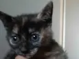 Minie