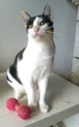 HENRY