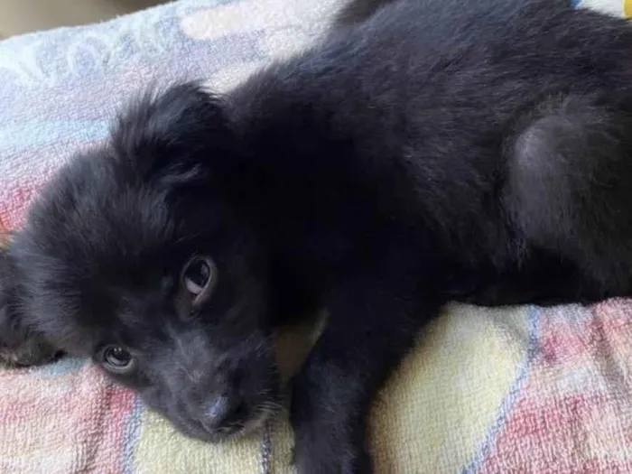 Cachorro ra a Não sei idade 2 a 6 meses nome Não sei