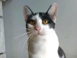 Gato raça srd frajolinha  idade 1 ano nome HENRY