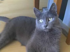 Gato raça Srd idade 2 anos nome Gary