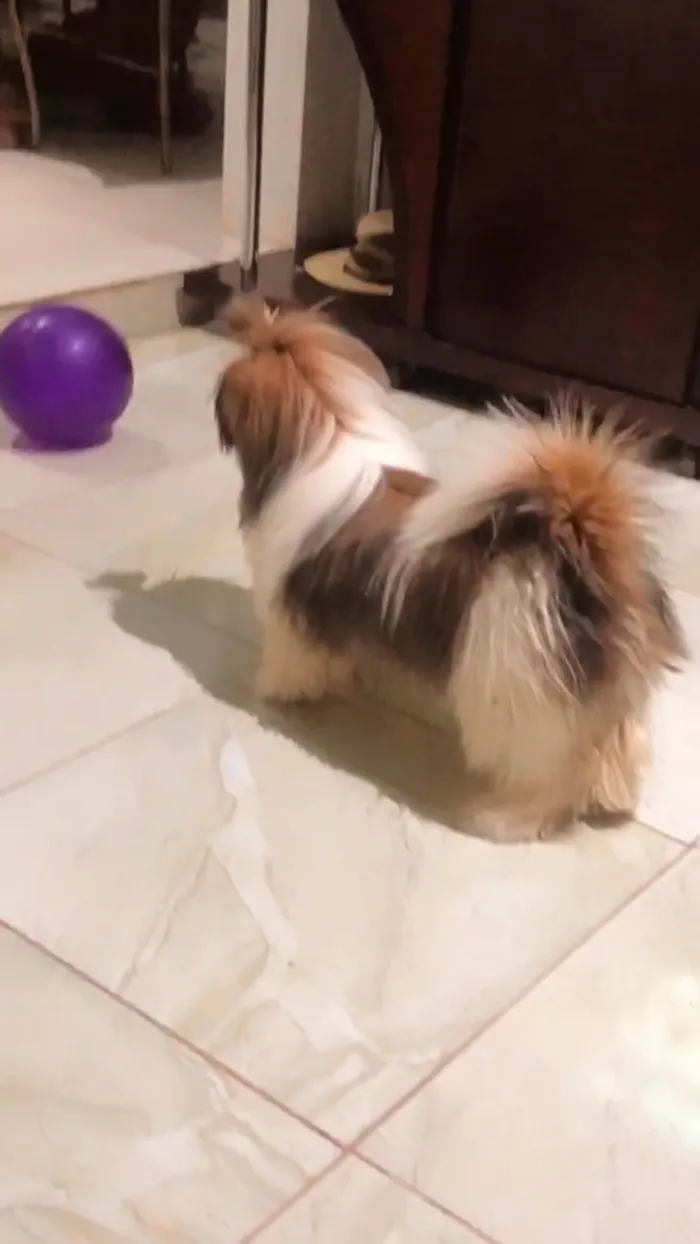 Cachorro ra a Shitzu idade 7 a 11 meses nome Lunna Mel 