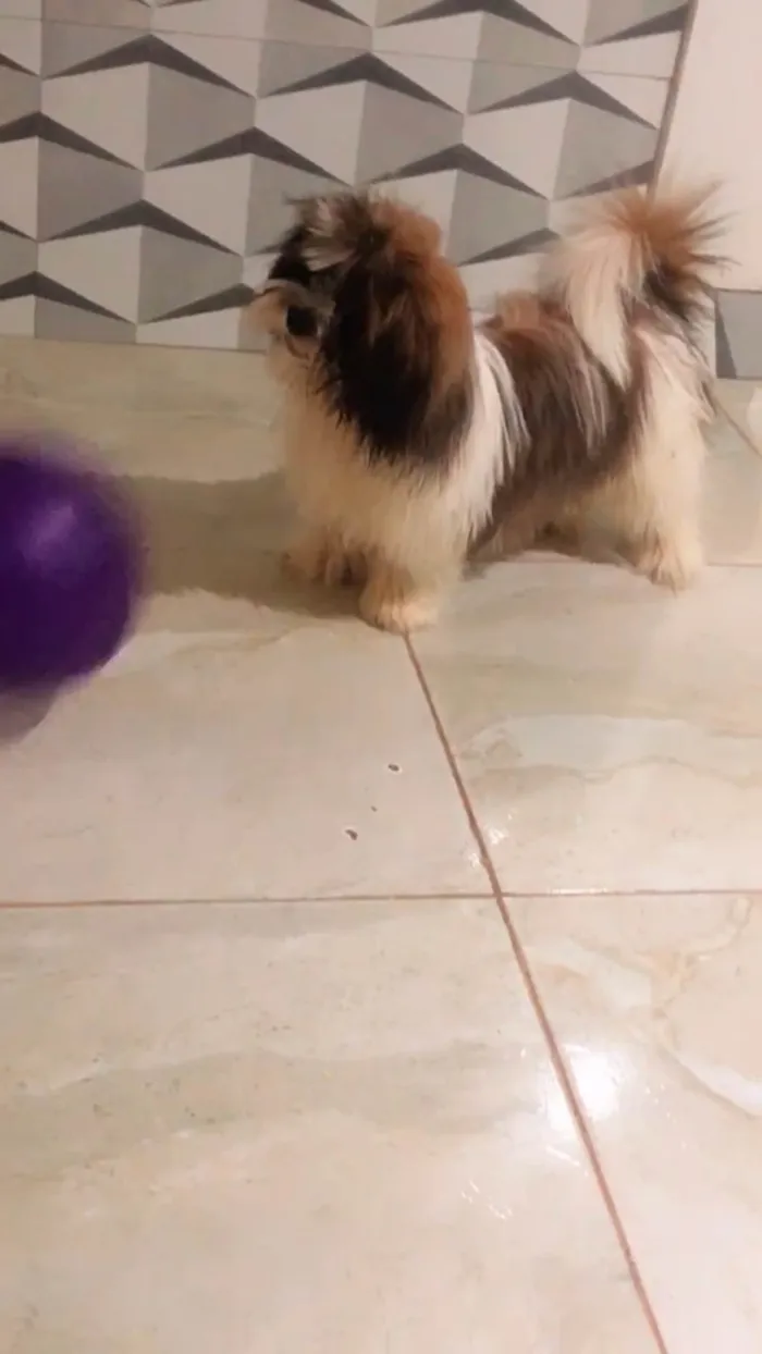 Cachorro ra a Shitzu idade 7 a 11 meses nome Lunna Mel 
