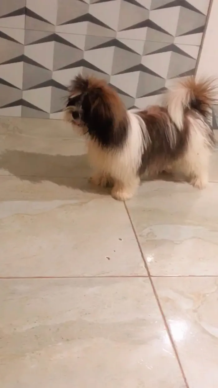 Cachorro ra a Shitzu idade 7 a 11 meses nome Lunna Mel 