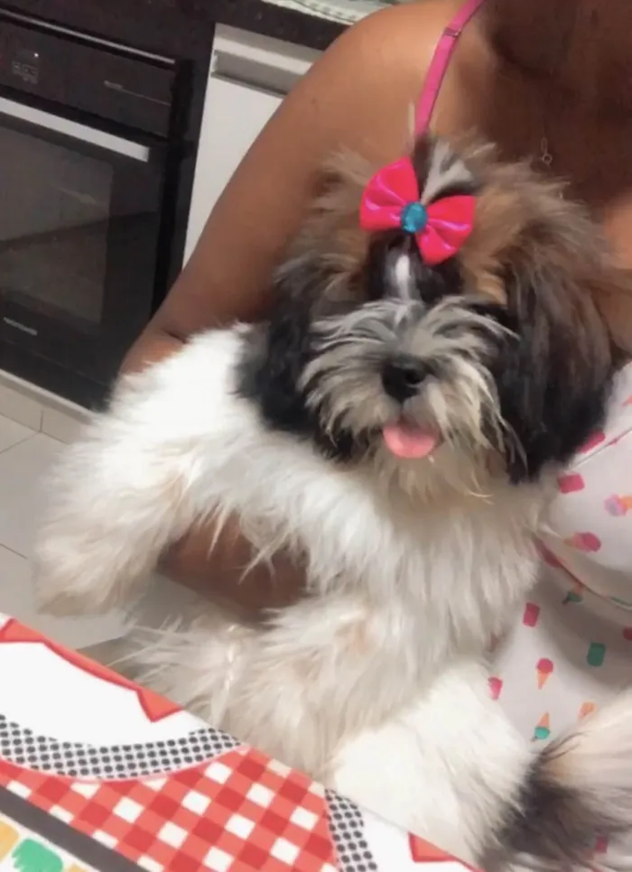 Cachorro ra a Shitzu idade 7 a 11 meses nome Lunna Mel 