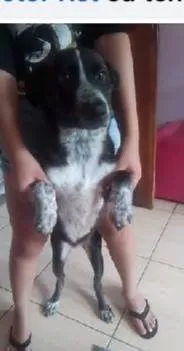 Cachorro ra a SRD-ViraLata idade 7 a 11 meses nome Sabrina