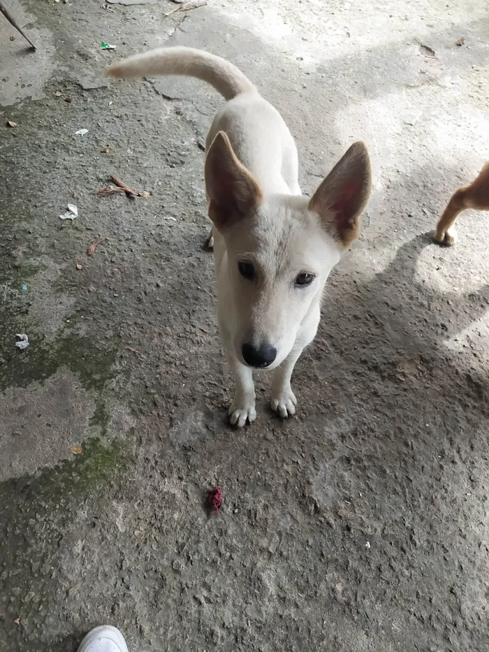 Cachorro ra a Akita com Pastor alemão  idade 1 ano nome Nike